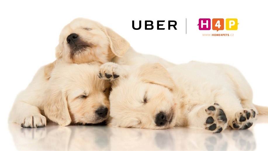 Uber-Puppies-imageCZ-917x516.jpg